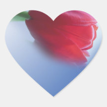 Single red tulip flower