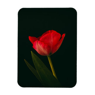 Single Red Tulip Magnet