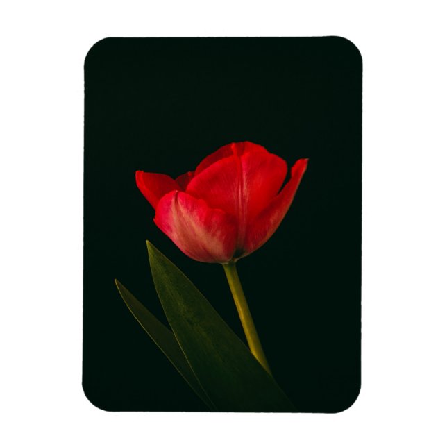 Single Red Tulip Magnet (Vertical)