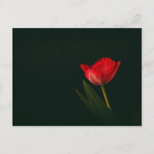 Single Red Tulip Postcard