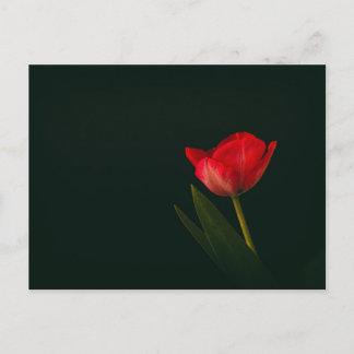 Single Red Tulip Postcard