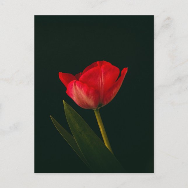 Single Red Tulip Postcard (Front)