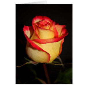 Single Rose Blank Card