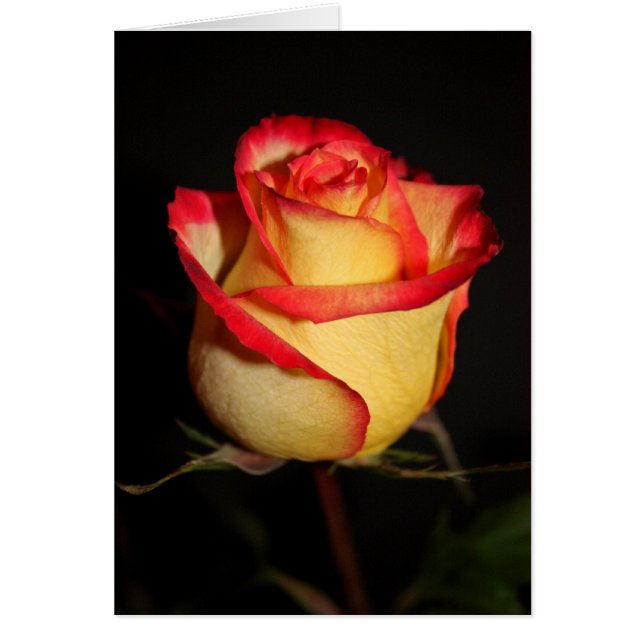 Single Rose Blank Card (Front)