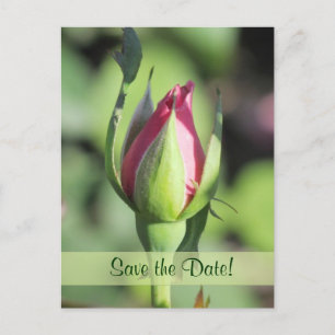 Single Rose Bud Save the Date Postcards