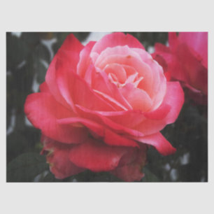 Single Salmon Rose Tissue Paper
