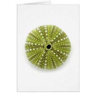 Single Sea Urchin
