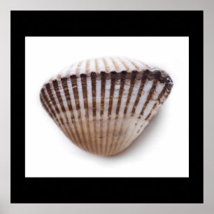 Single seashell poster
