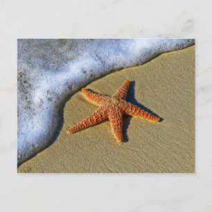 Single Starfish on Beach Postcard