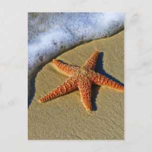 Single Starfish on Beach Postcard