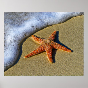 Single Starfish on Beach Poster