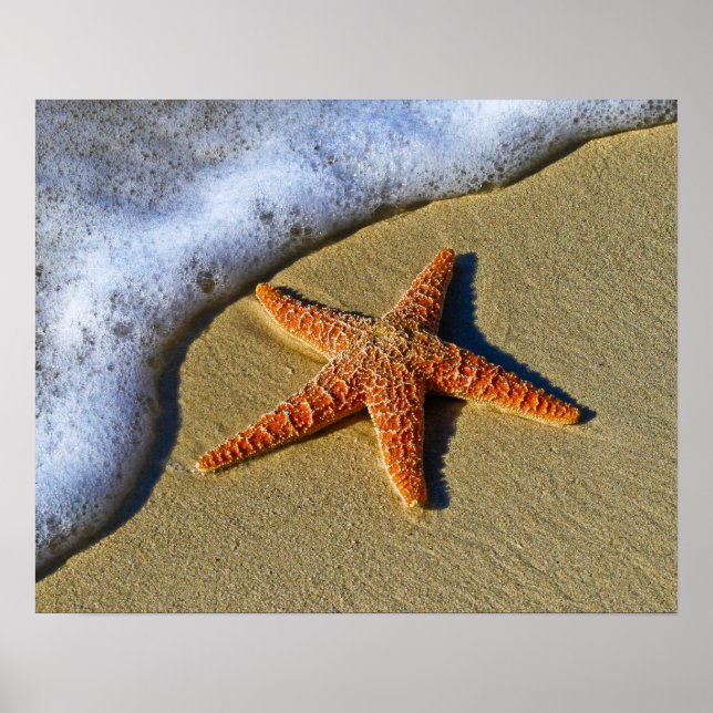 Single Starfish on Beach Poster (Front)