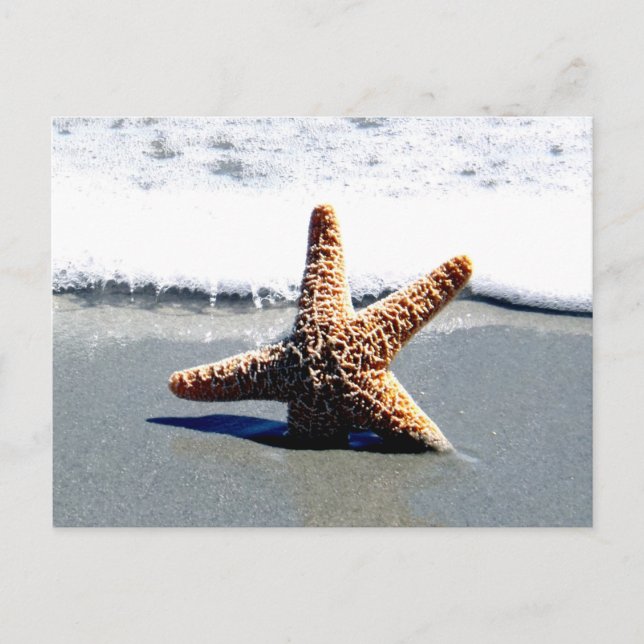 Single Starfish Washed Ashore Postcard (Front)
