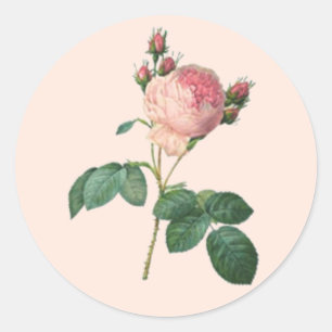 Single Stem English Rose Botanical Classic Round Sticker