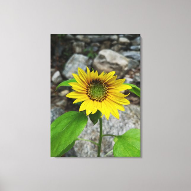 single sunflower canvas print (Front)