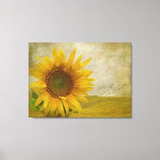 Single Sunflower on sunflower pasture Canvas Print