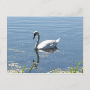 Single Swan Postcard