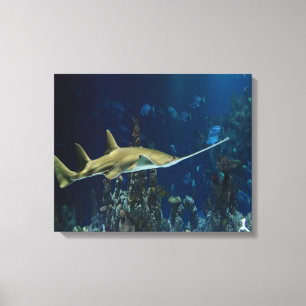 Single Swordfish Canvas Print