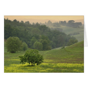 Single tree in agricultural farm field, Tuscany,