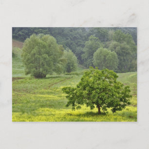 Single tree in agricultural farm field, Tuscany, 2 Postcard