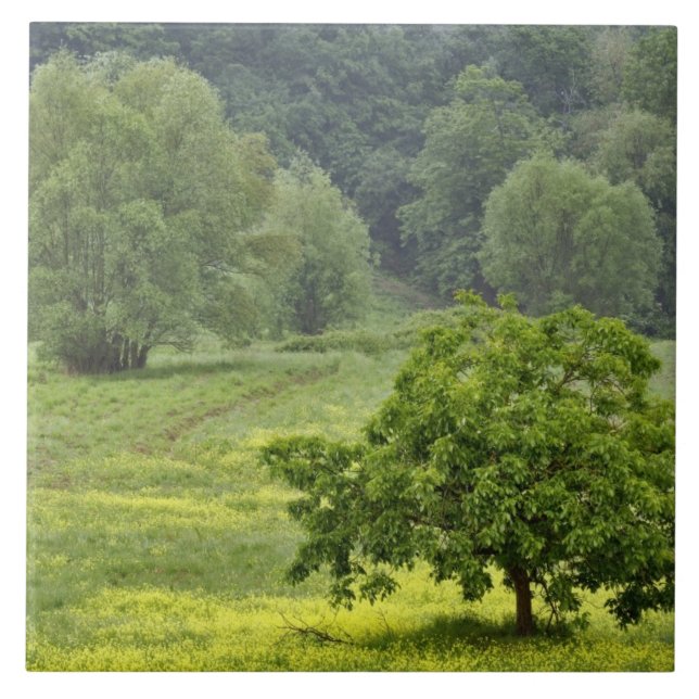Single tree in agricultural farm field, Tuscany, 2 Tile (Front)