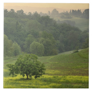 Single tree in agricultural farm field, Tuscany, Tile