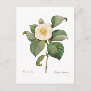 Single white camellia postcard