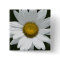 Single White Daisy