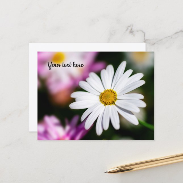 Single White Daisy Postcard (Front/Back In Situ)