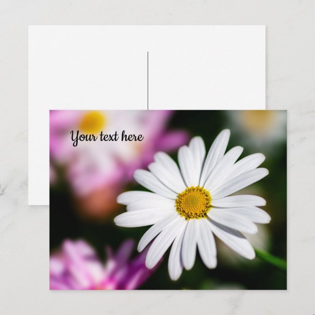 Single White Daisy Postcard (Front/Back)