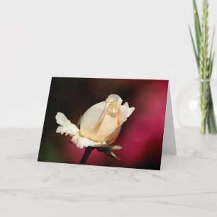 Single white rose greeting card