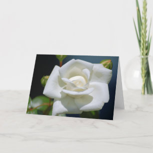 Single White Rose - Note Card