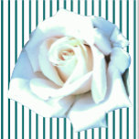 Single White Rose Sculpture  Standing Photo Sculpture<br><div class="desc">This Single White Rose design from Zazzle and Elizabeth's Creative Pursuits features a single white rose. It is also available with a single yellow rose, a single red rose, or a single pink rose. Red roses symbolize love and passion, yellow roses symbolize friendship, pink roses symbolize admiration or affection, and...</div>