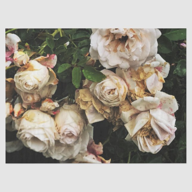 Single White Rose Tissue Paper (Front)
