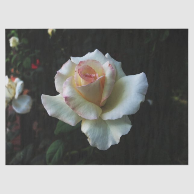 Single White Rose Tissue Paper (Front)
