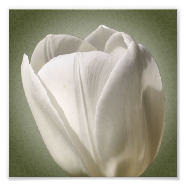 Single White Tulip Flower 8x8 Photo Print (Front)