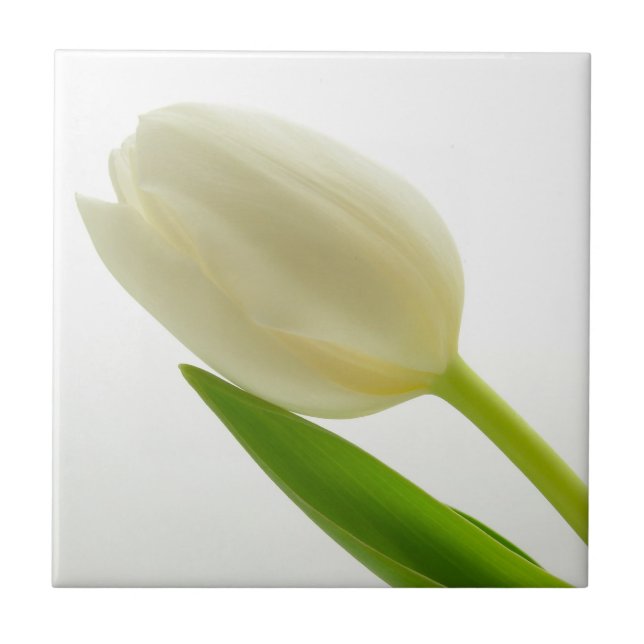 Single White Tulip Tile (Front)