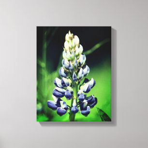 Single Wild Purple Lupine Flower Canvas Print