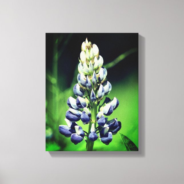 Single Wild Purple Lupine Flower  Canvas Print (Front)