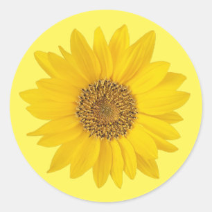 Single Yellow Sunflower Classic Round Sticker