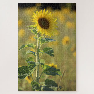 Single Yellow Sunflower Jigsaw Puzzle