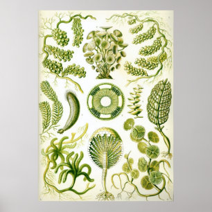 Siphoneae Poster