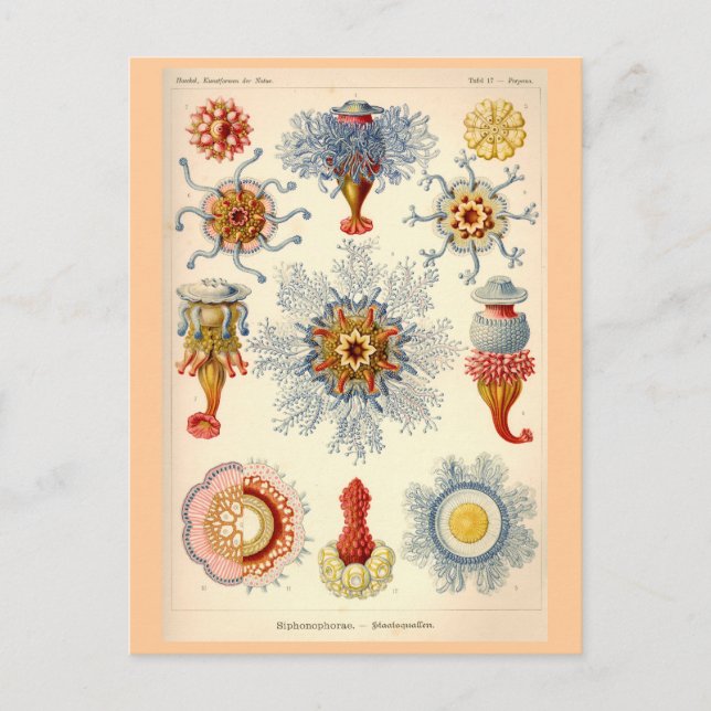 Siphonophorae Vintage Illustration Postcard (Front)