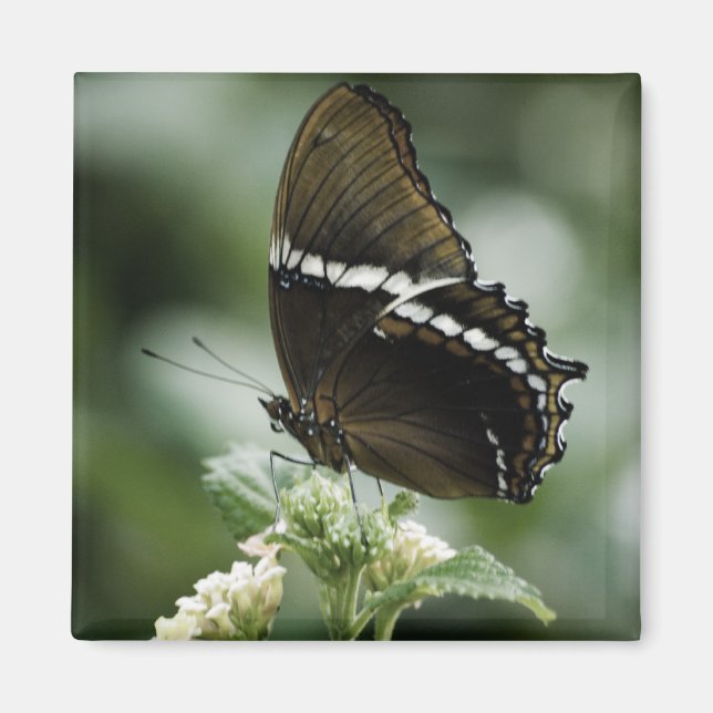 Siproeta Magnet (Front)