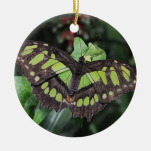 Siproeta stelenes ceramic ornament