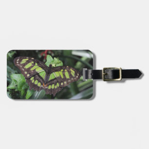 Siproeta stelenes luggage tag