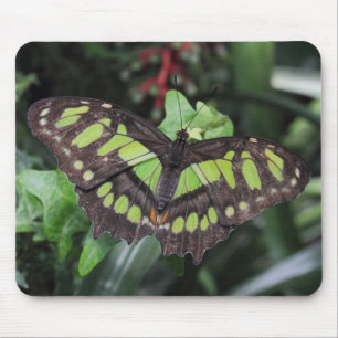 Siproeta stelenes mouse pad