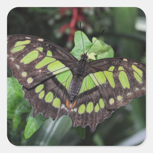 Siproeta stelenes square sticker (Front)