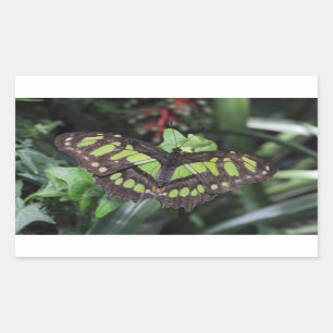 Siproeta stelenes sticker