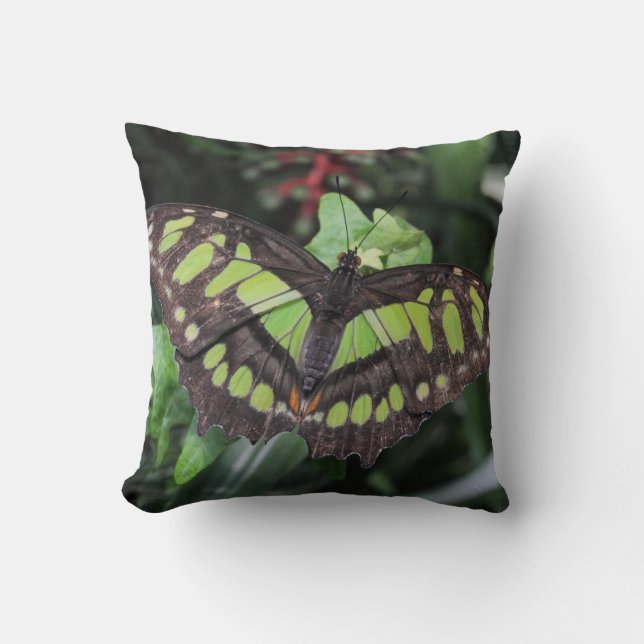 Siproeta stelenes throw pillow (Front)